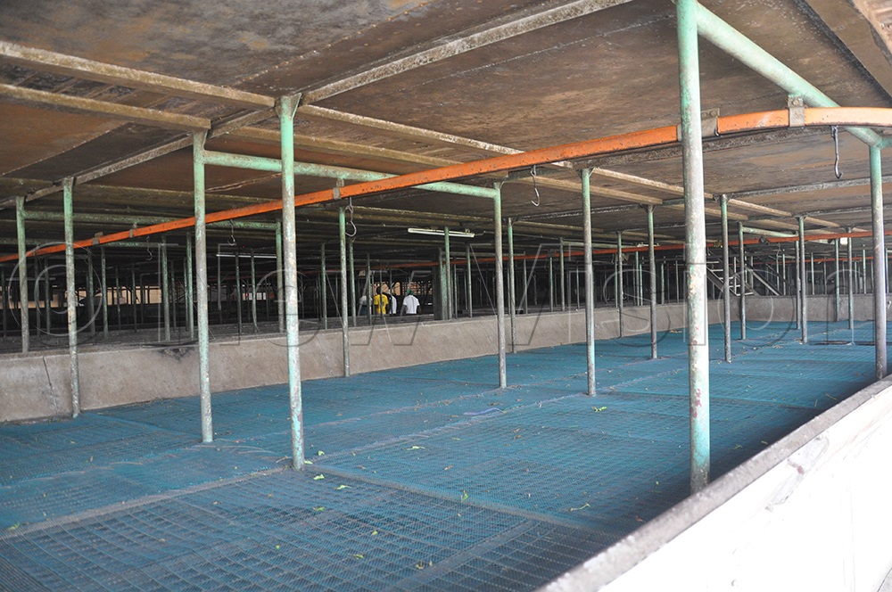 Empty troughs at Igara Tea factory with no tea leaves. (Photo by Bruno Mugizi)