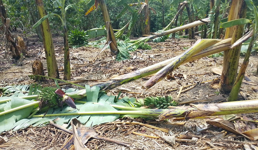 Heavy rain and strong winds destroyed several houses, especially banana plantations. (Photo by Bruno Mugizi)
