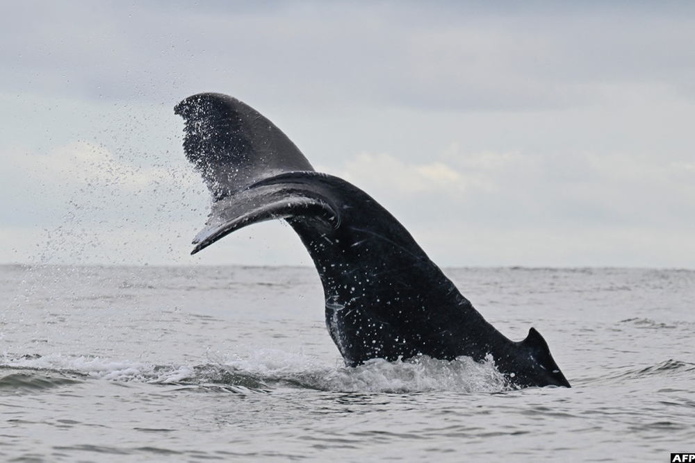 Whale gulps kayaker then spits him out — alive!