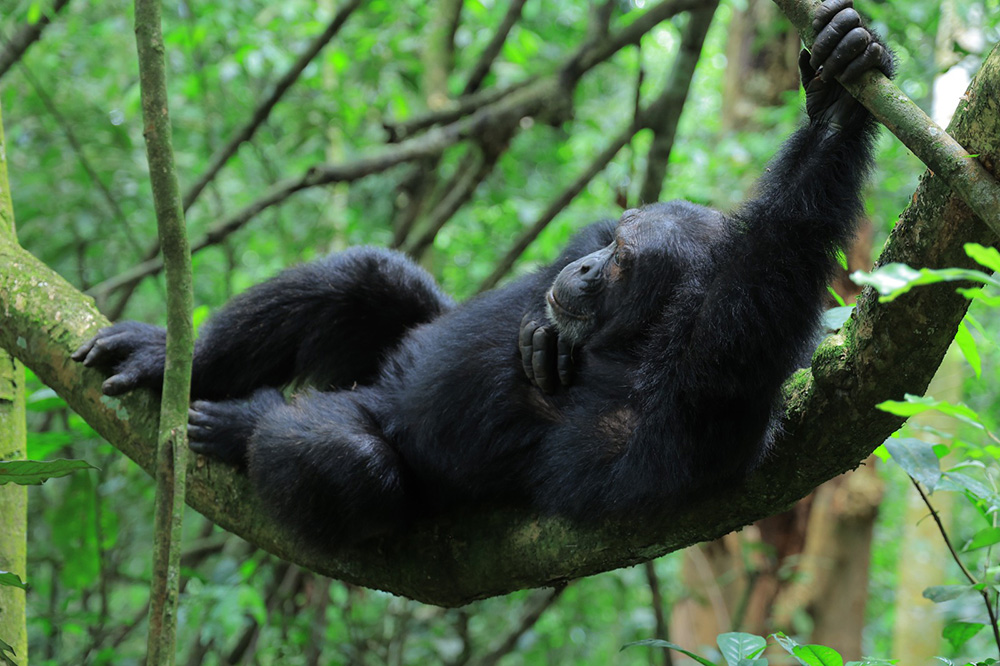  A chimpanzee relaxing in the tree branches of Kibale National Park. (Courtesy photo)