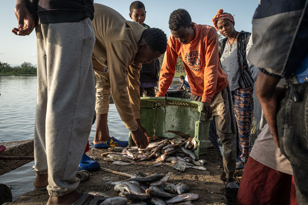 Fishermen unload a crate of freshly caught fish from Lake Dembel, one of the lakes in Ethiopia’s Central Rift Valley long affected by overuse and pollution, in Batu on May 21, 2025. (Photo by Marco Simoncelli / AFP)