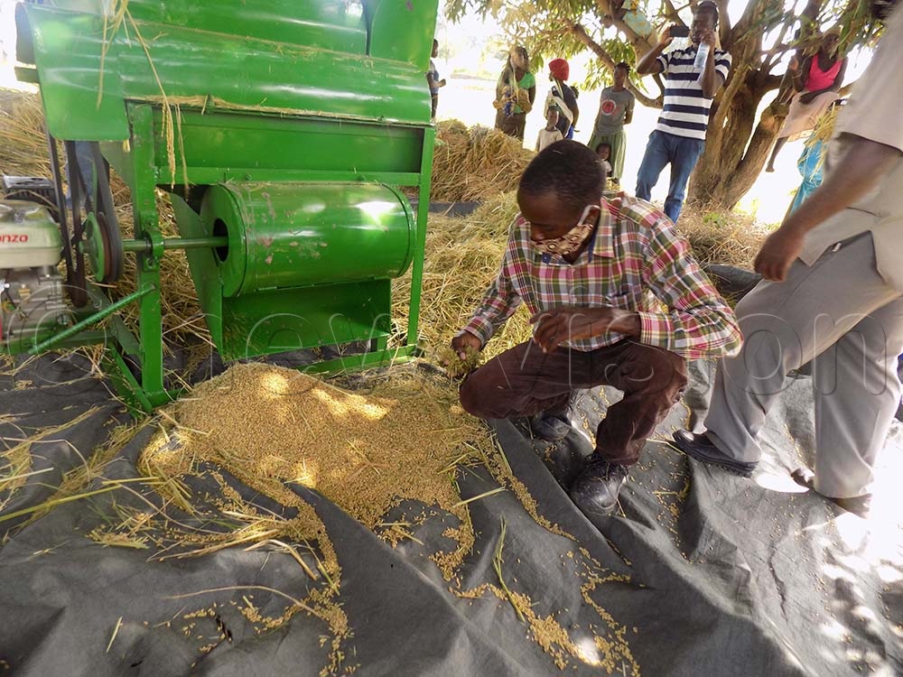 A farmer checks on the rice coming from the machine.