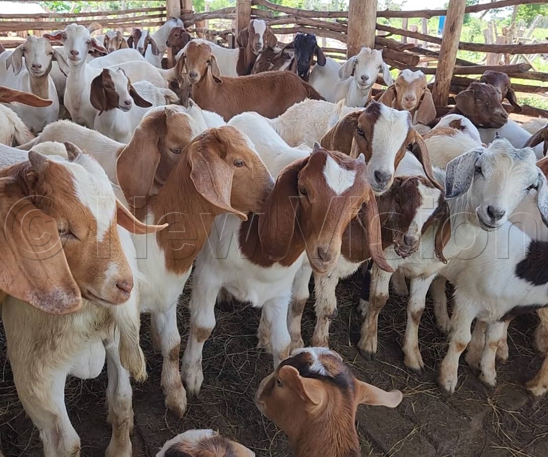 The animals with cotoxins face fertility problems. (Photo by Maureen Nakatudde)