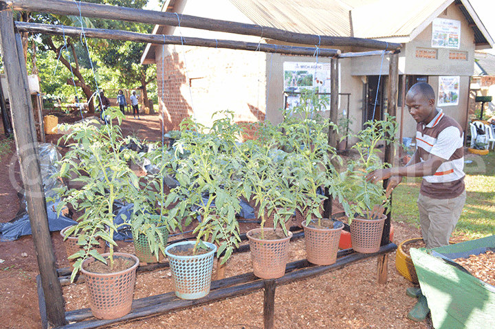 Osobola okulimira mu busero nga</div></div></div></div><div class=
