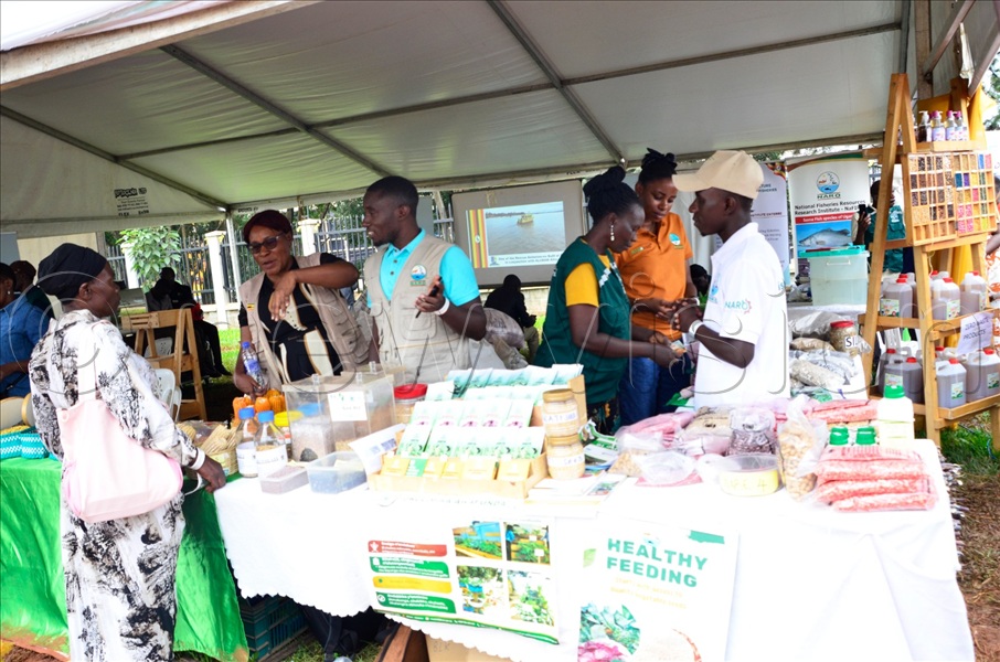 While opportunities abound, challenges remain, particularly banana bacterial wilt, which continues to affect yields across the country. (Credit: Juliet Kasirye)