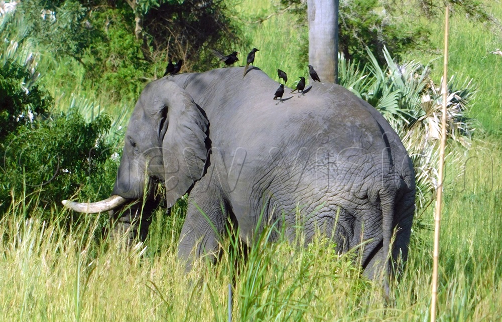 Birders have no choice but apprciate the elephant in Queen Elizabeth National Park. (Photo by Titus Kakembo)