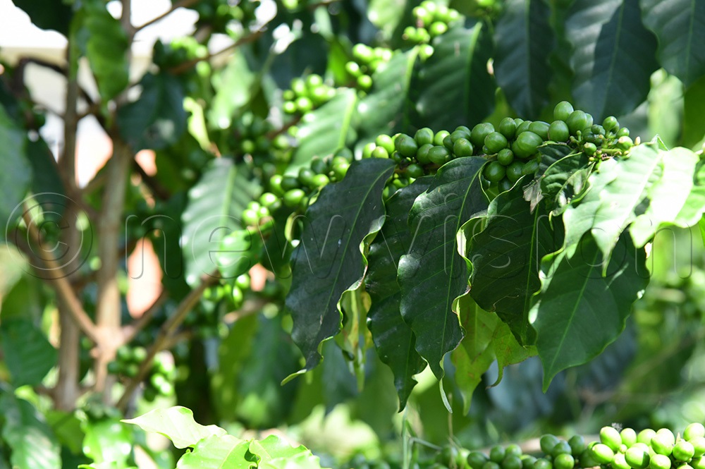 The robusta coffee fruiting at Kateta Hill View Secondary School Demonstration School. (Photo by Godfrey Ojore)
