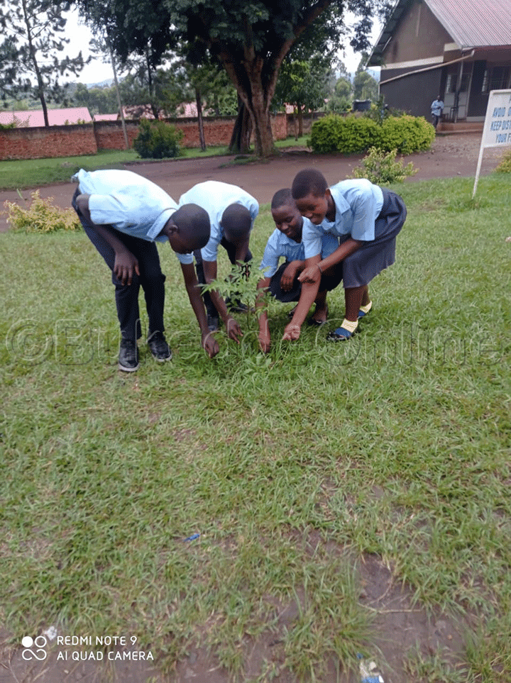 Ogumu Ku Miti Gye Baasimba Mu Luggya Egigenda Okukola Kiragala Omulala.