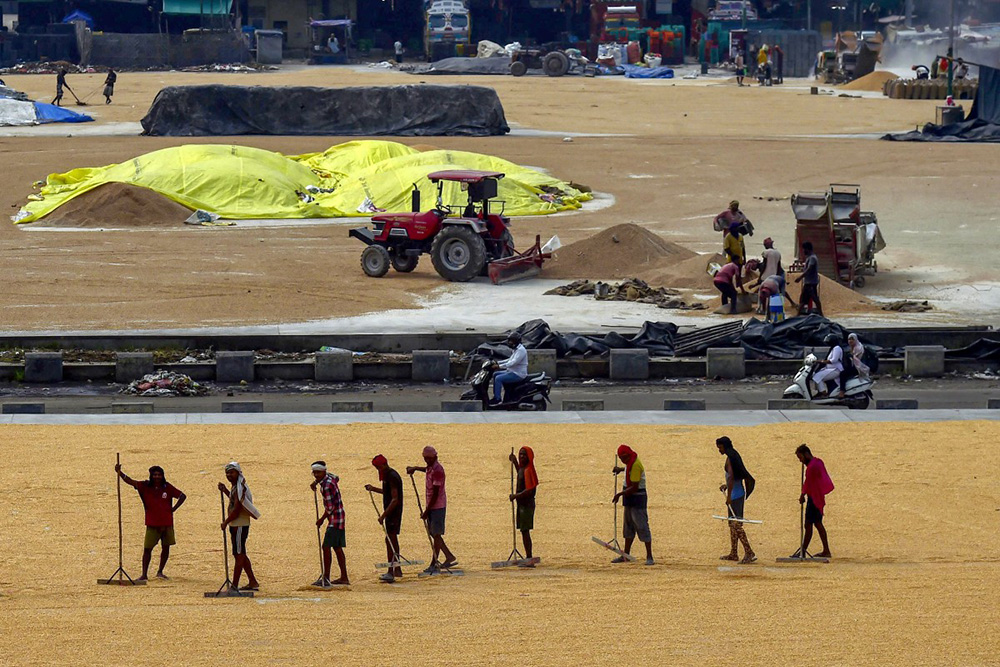 Labourers dry maize kernels at a wholesale grain market in Jalandhar on July 4, 2025. (Photo by Shammi MEHRA / AFP) 