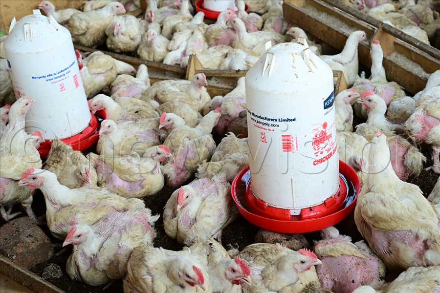 Students also learn chicken rearing. 