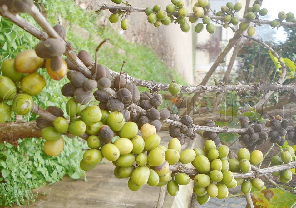 Experts battle coffee disease outbreak New Vision Official