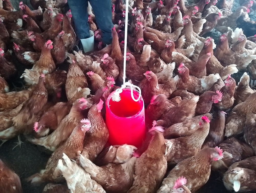 Layers crowding around a feeder at Lanora Poultry Farm in Arua District