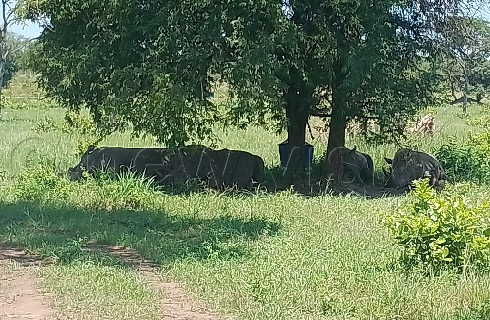 Rhinos pictured from a distance in Ajai