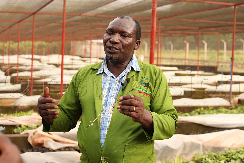  Dr. Boaz Juventine Odoi, a researcher at NaFORRI in Mukono said they are already multiplying the improved coffee using clonal propagation, a method that ensures farmers receive plants with consistent.