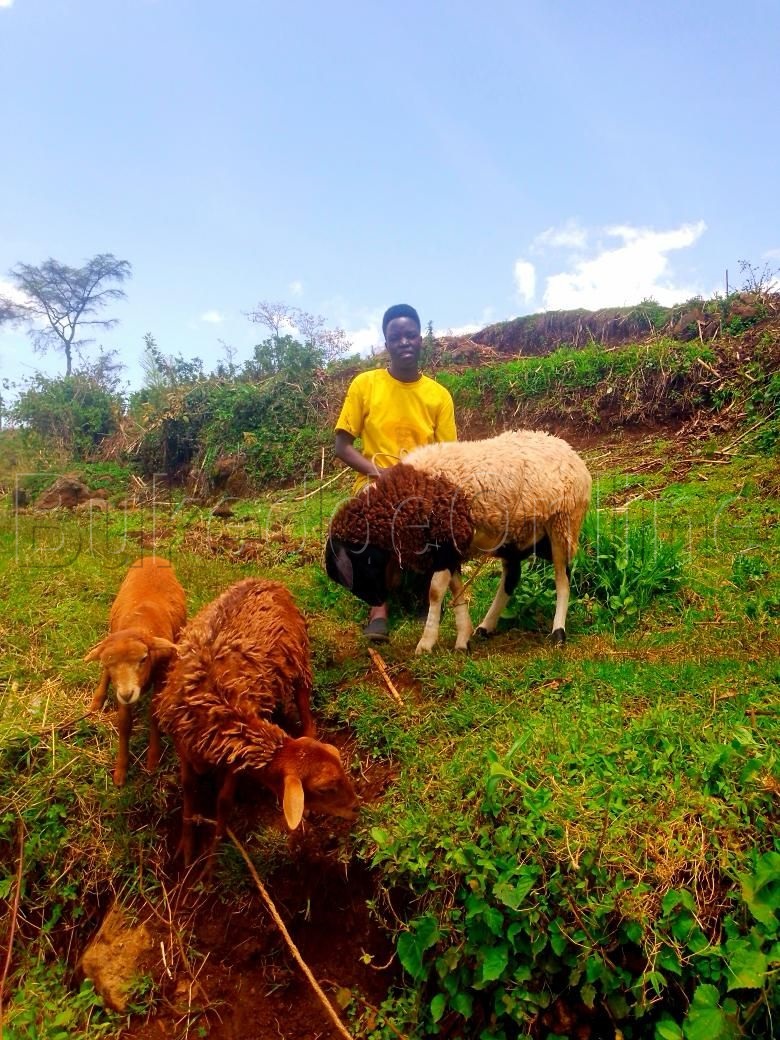Chebet yagula endiga okuggyamu ssente
