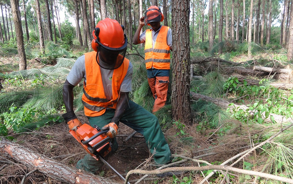 Forestry offers scalable employment opportunities in areas such as tree nursery management, plantation management, and value addition activities like sawmilling. (Photo by Prossy Nandudu)