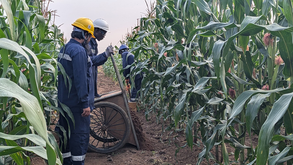 Application of nutrient-rich manure to maize grown on the reinstated batching site. (Courtesy)