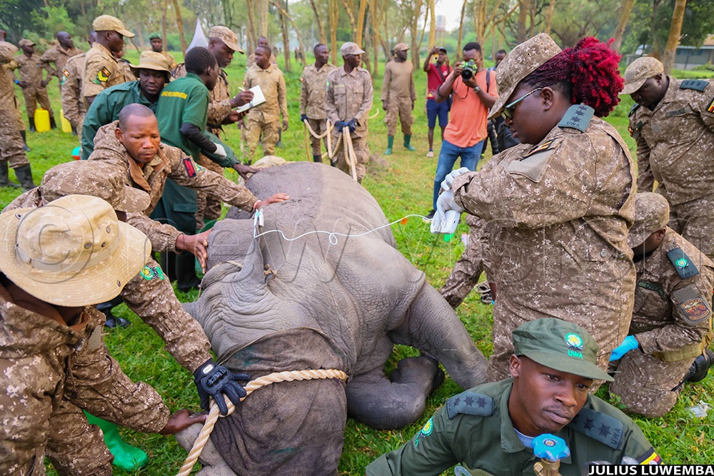 The UWA vet doctors being assisted by the rangers to sedate one of the rhinos at Ziwa sanctuary during the translocation exercise that saw four rhinos taken back to the wild where they existed over 40years ago. (Photo by Julius Luwemba)
