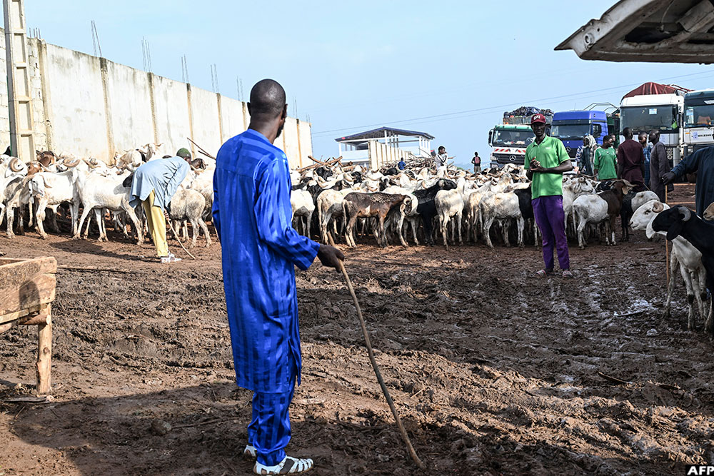 Herders stand next to sheep at the Anyama Livestock Park, on May 21, 2026 where livestock are sold ahead of Eid al-Adha.