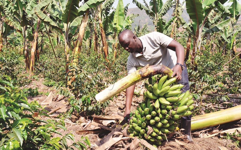 For Ruhakana, matooke provides food security and short-term income.