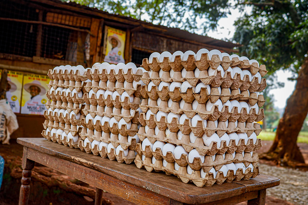 Eggs from the poultry business. (PPU)