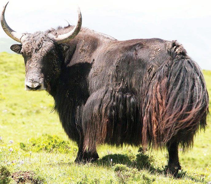 Ogusolo Oguyitibwa Yak.