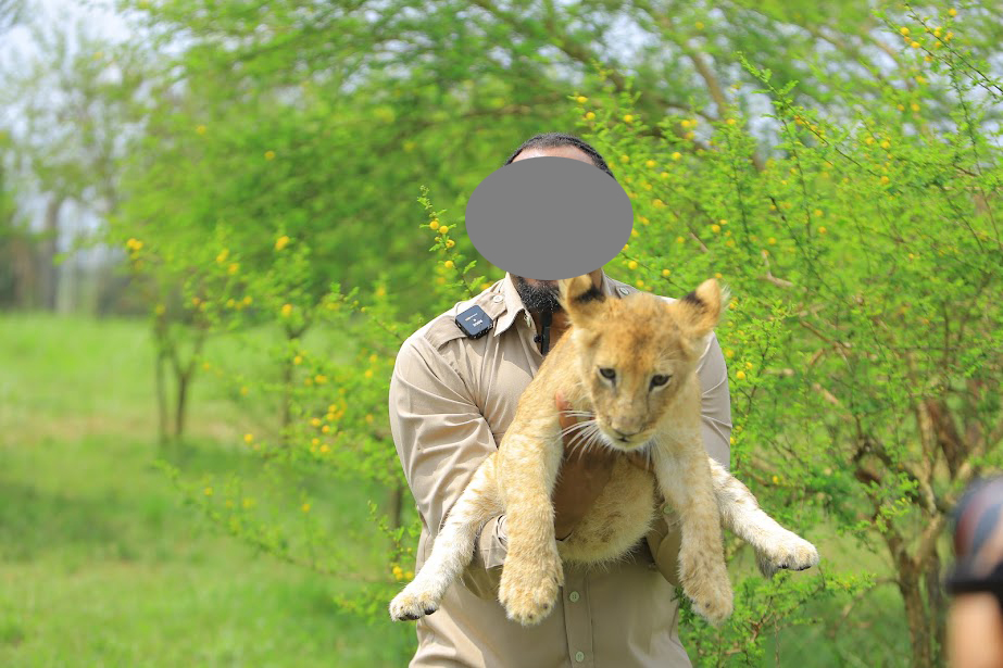 Several tourists, especially celebrities, have previously been seen posing with lions, primates, and other exotic breeds at one of the wildlife centres in Butambala district. Conservationists argue that the appeal of close-up wildlife photographs comes at a hidden cost. (Courtesy Photo)