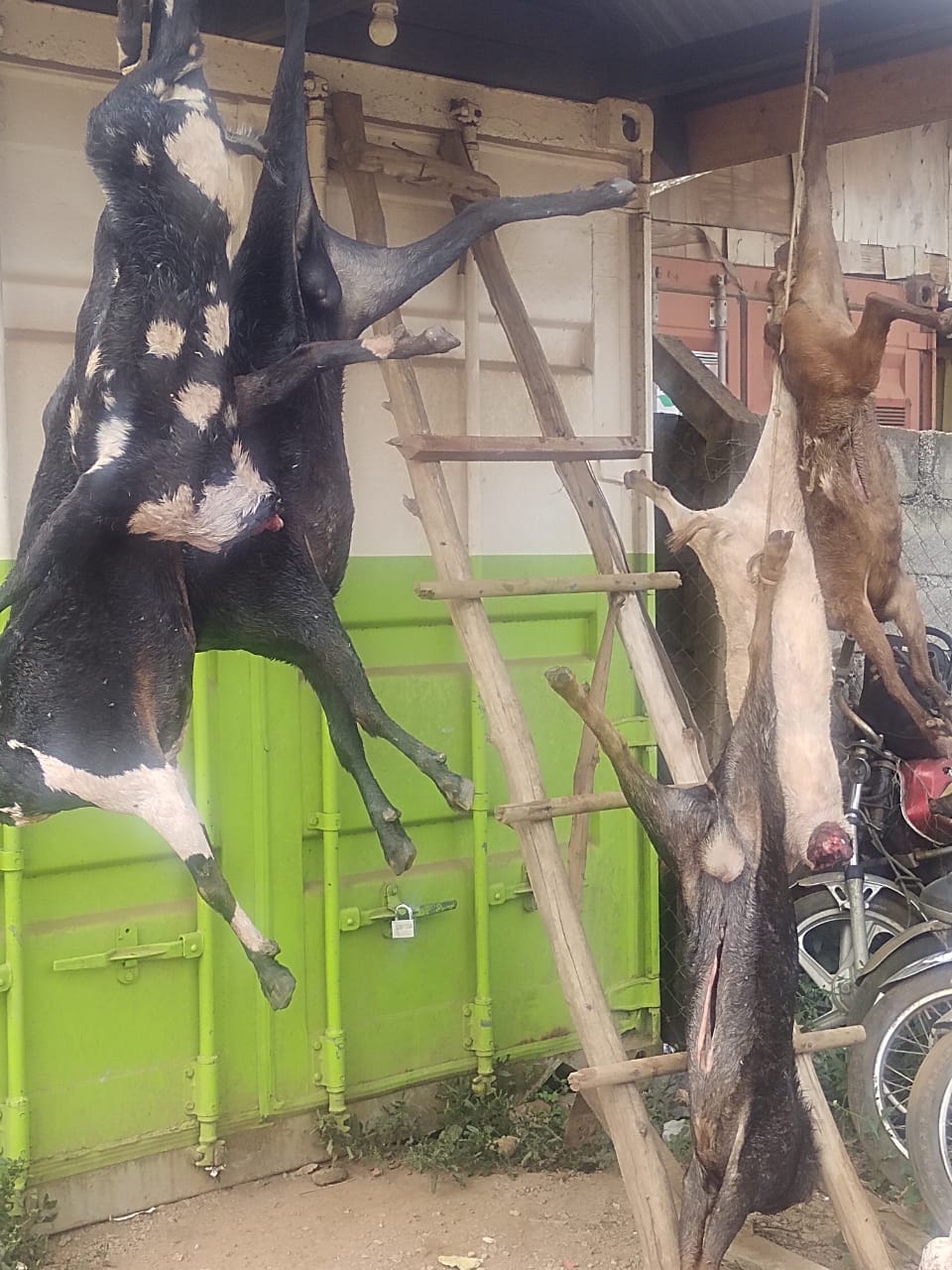 Ebimu ku bisolo bye baabakutte nabyo.