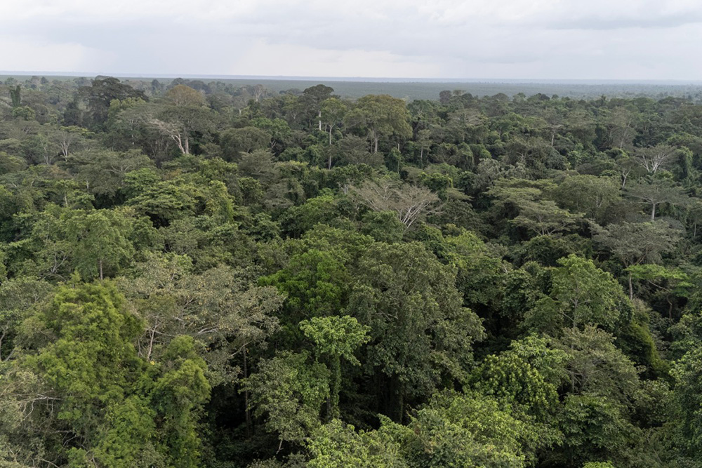 This aerial view shows the Okomu Forest in the Okomu National Park on November 11, 2025. By recruiting former poachers and loggers, Africa Nature Investors (ANI), an NGO charged by Nigeria's national parks service with managing Okomu, hopes to ease the economic pressures that eat away at Nigeria's nature reserves. (Photo by John OKUNYOMIH / AFP)