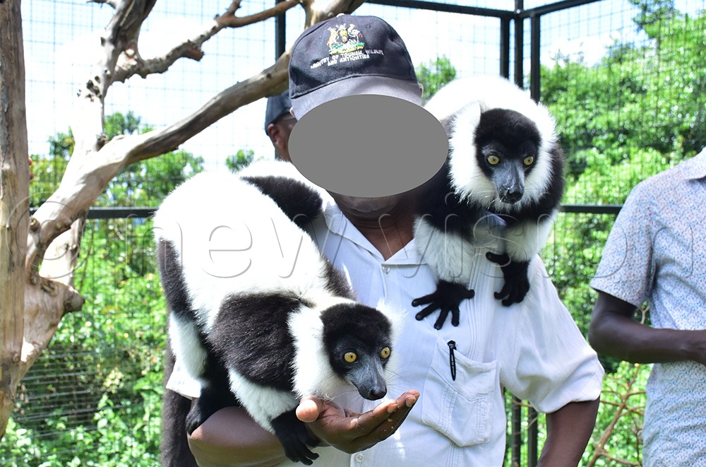 A visitor carrying Lemurs at CTC Butambala. (Credit: Julius Luwemba)