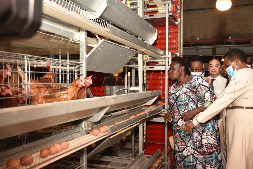 Vice President Jessica Alupo inspects poultry at the park. (Photo by Simon Peter Tumwine)