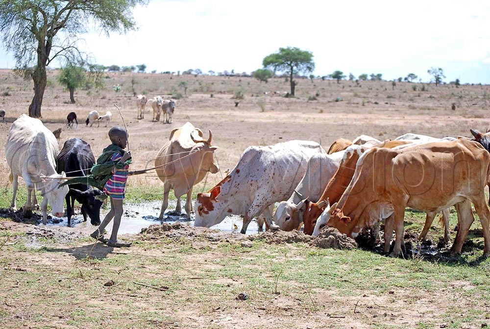 Cattle struggling to get water for drinking du to drought in Kotido district, Karamoja Sub-County, recently.