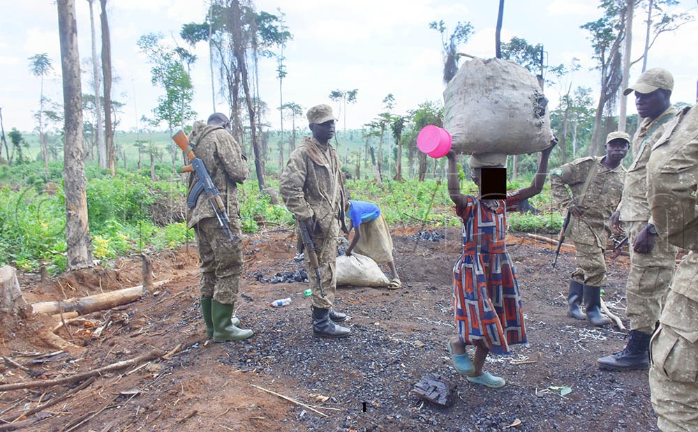 UWA rangers looking perplexed to a girl found carrying a sack of charcoal inside Bugoma forest. (All Photos by Julius Luwemba)