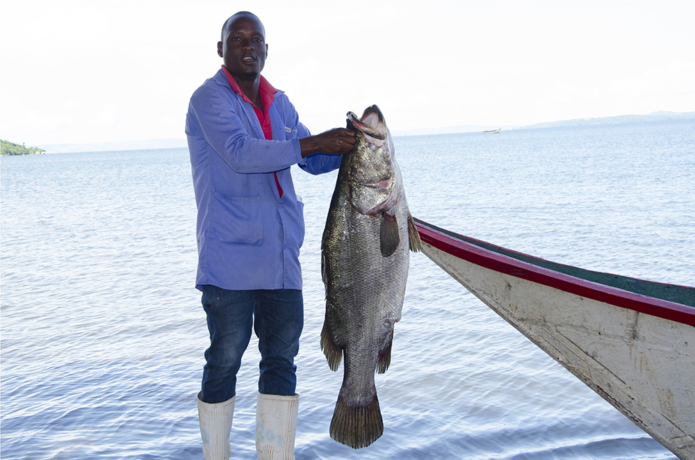 Fishermen are now catching mature fish from the lake at Ssenyi landing site due to continued sensitisation on good fishing methods. (PPU PHOTO)