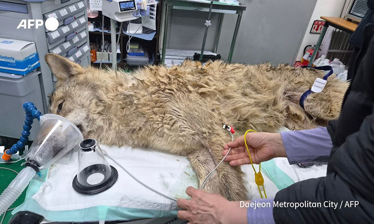 World: South Korea wolf recaptured, returned to zoo