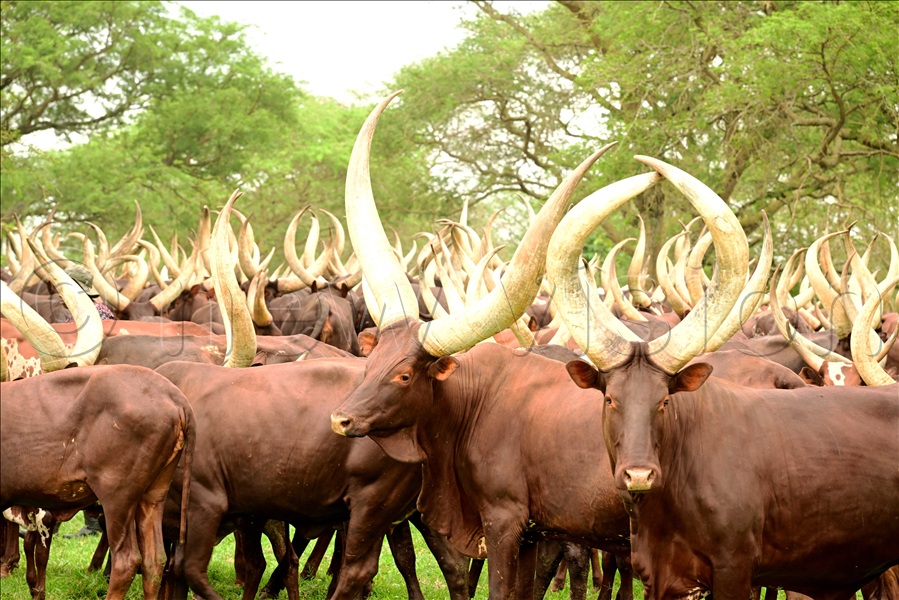 The president's cows at Kisozi Farm in Gomba district.