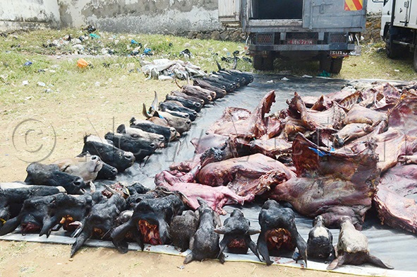 Heads and meat from suspected stolen livestock impounded at the Mbarara Police Station playground on Saturday. (Credit: Fred Turyakira)