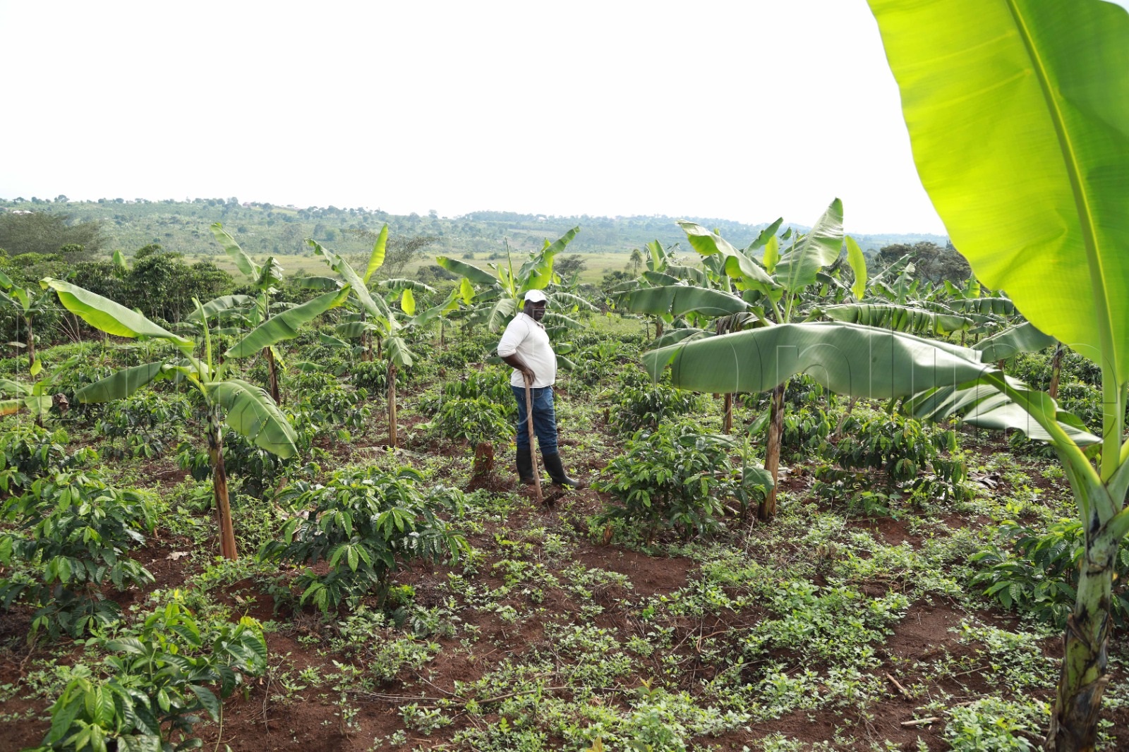 Majembere ng'ali mu nnimiro ye