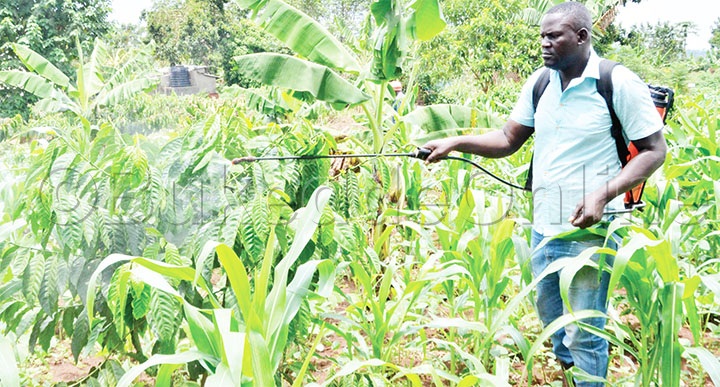 Kabuye Ng’afuuyira Ekigimusa Kya Kf99 Ku Mmwaanyi Ne Kasooli.