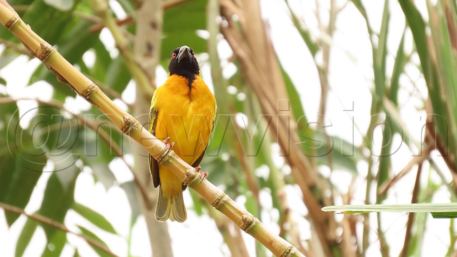 A weaverbird is one of the noisest birds in the world. Photo by Titus Kakembo