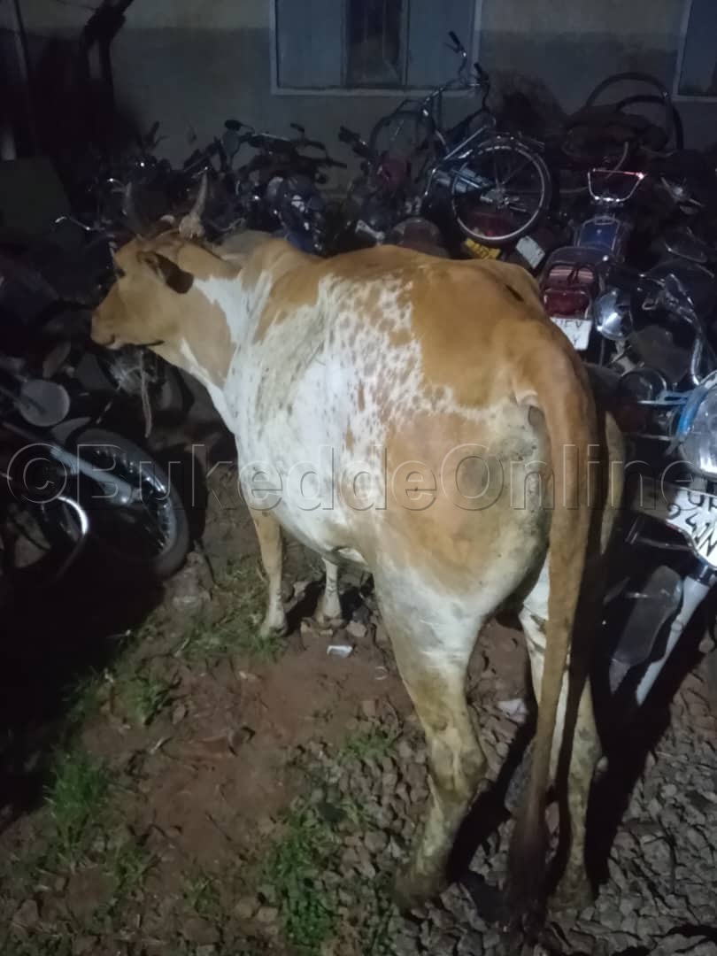 Emu ku nte egambibwa okuba enzibe