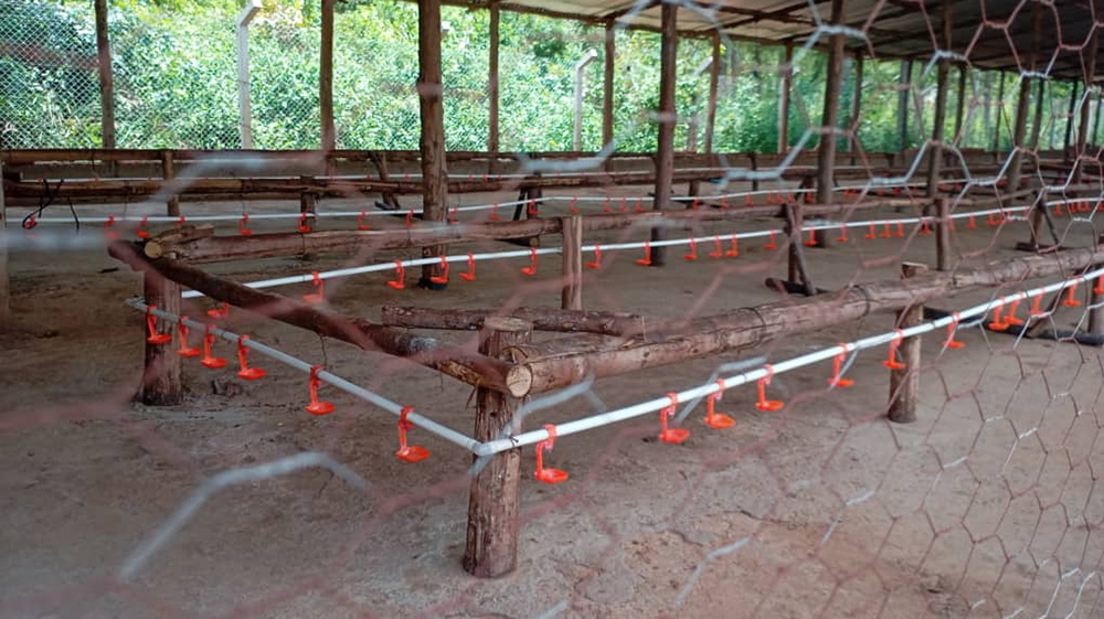 Drinkers used for providing water in a poultry farm