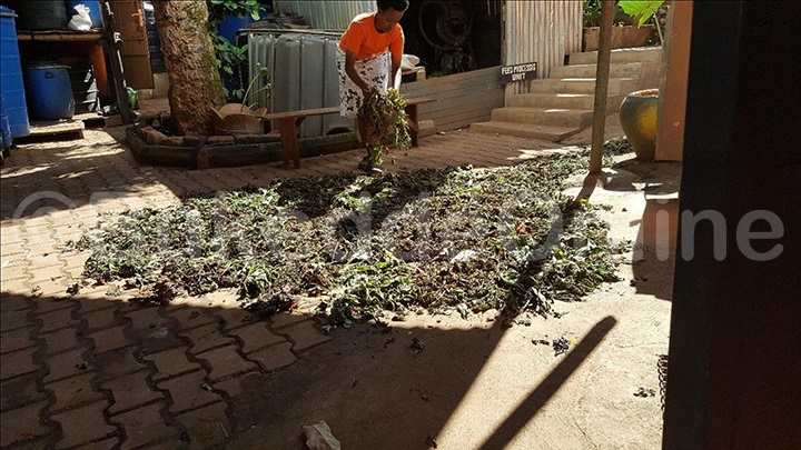 Omulunzi ng'akola omuddo okuva mu kimyula