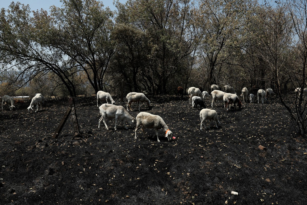 A flock of sheep searches for food on a scorched pasture following a wildfire near Piedralaves, 100 kilometres west of Madrid, on July 28, 2026. (Photo by Oscar DEL POZO / AFP)