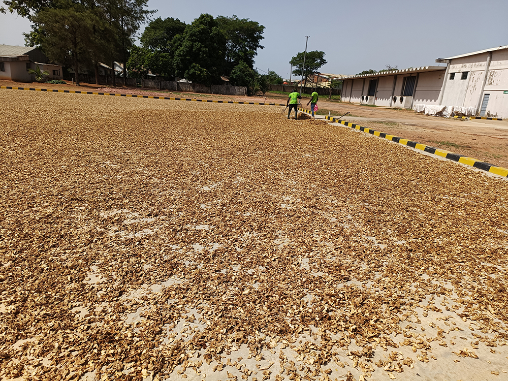 Sun drying of Ginger at .Horizon Africa's Plant in Kaduna, Nigeria.