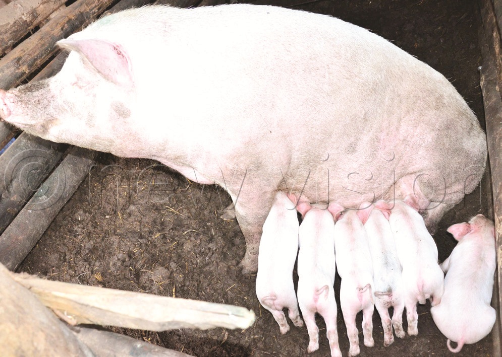 Ninsiima has over 20 pigs at his farm