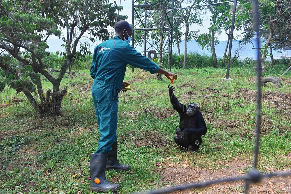 Innocent Ampeire the head animal keeper at Ngamba chimpanzee sanctuary feeding, Africa, the mother of baby chimpanzee named Rajiv Ruparelia. (Photo by Julius Luwemba)