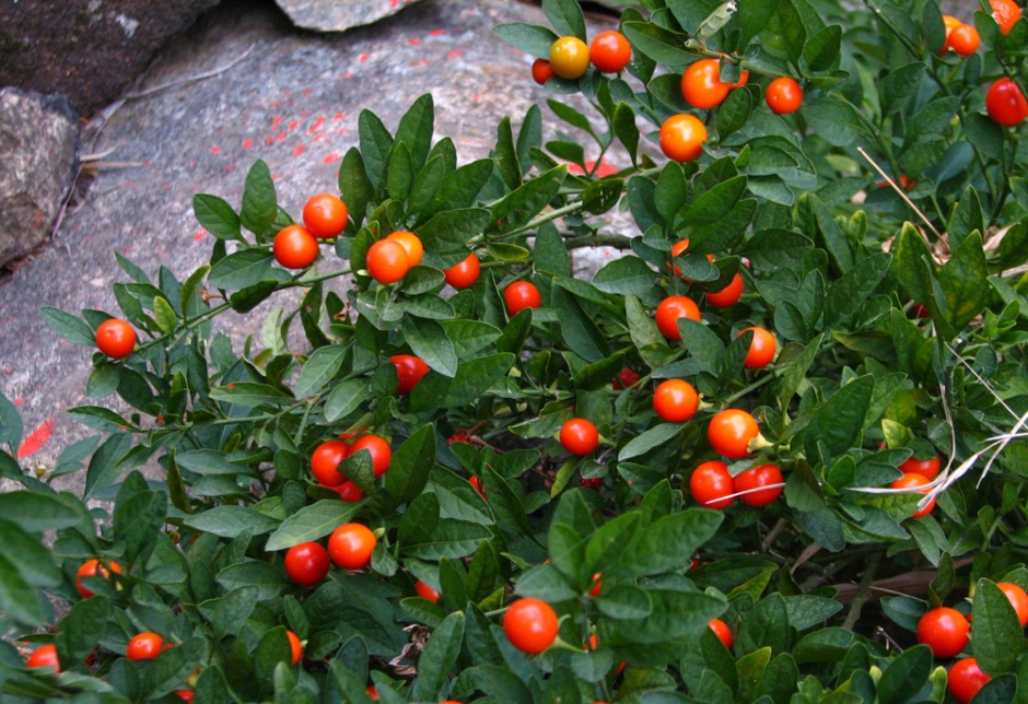 Backyard gardening How to grow Jerusalem cherry plants Bukedde