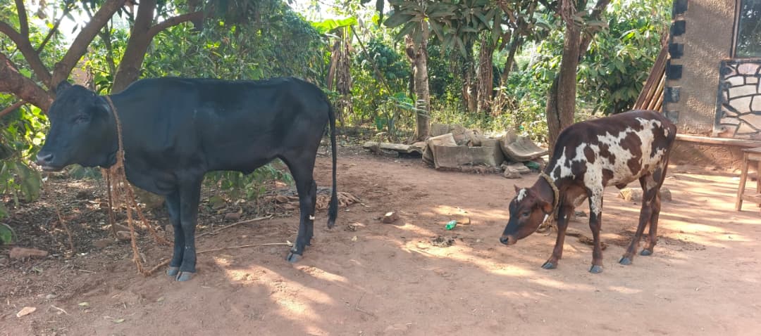 Ente ezigambibwa okuba enzibe ze baasudewo.
