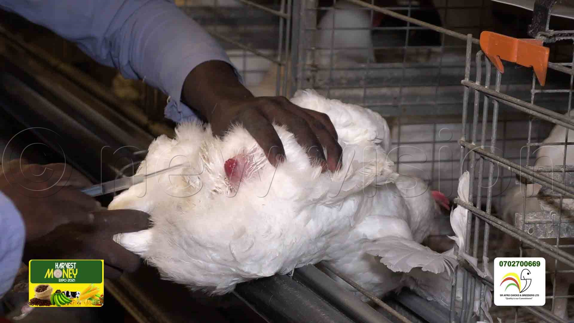 SR Chicks, Champrisa exhibit artificial insemination in chicken New